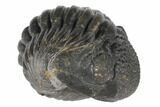 Bargain, Wide, Enrolled Pedinopariops Trilobite #125105-4